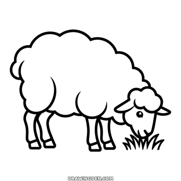 Farm sheep seen from the side with its head down to a tuft of grass, a fluffy curly coat and four thin legs