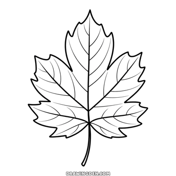 Fall maple leaf with five pointed lobes, the veins drawn from the stem to every tip